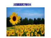 九年级物理全一册 第二十二章 《太阳能》精品课件二 人教版