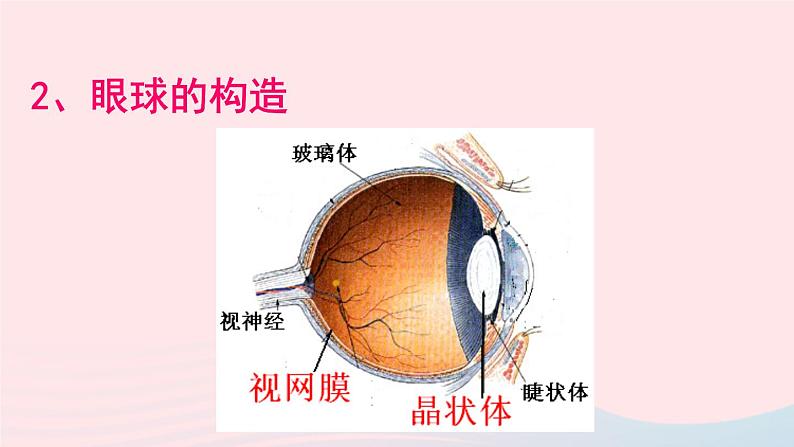 2020秋八年级物理上册第四章四照相机与眼球视力的矫正课件新版苏科版03