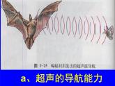 3.3超声与次声 课件（31）沪科版八年级物理全一册