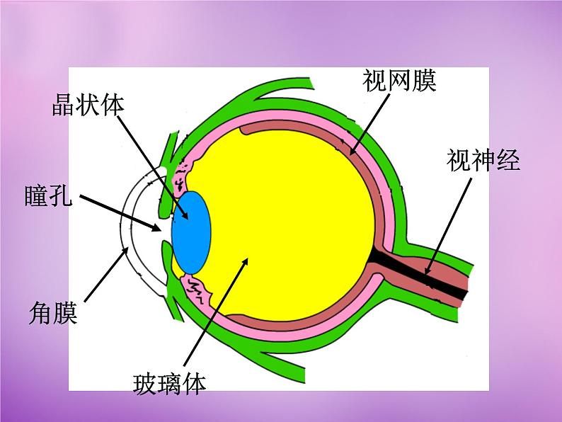 沪科初中物理八上《4第6节 神奇的眼睛》PPT课件 (10)第5页