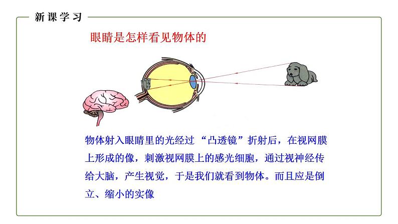 人教版初中物理八年级上册5.4 眼睛和眼镜 课件05