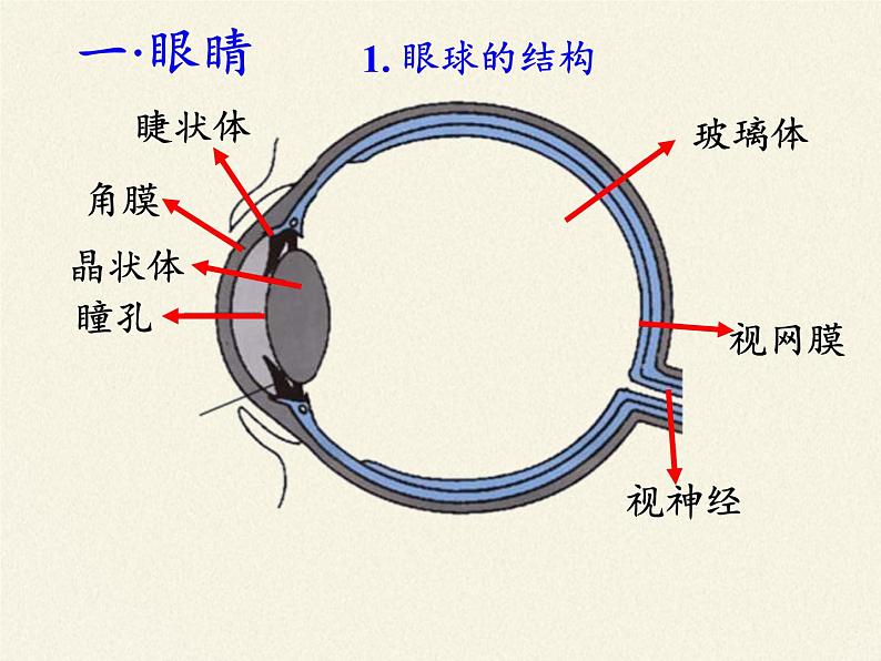 人教版八年级上册 物理 课件 5.4眼睛和眼镜03