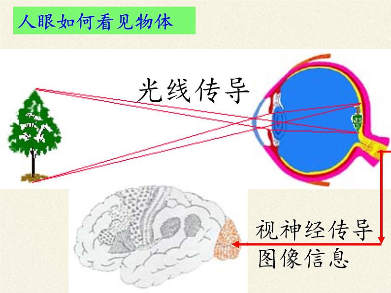 人教版八年级上册 物理 课件 5.4眼睛和眼镜05