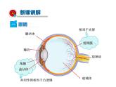 2021-2022学年度人教版八年级物理上册课件 第4节  眼睛和眼镜