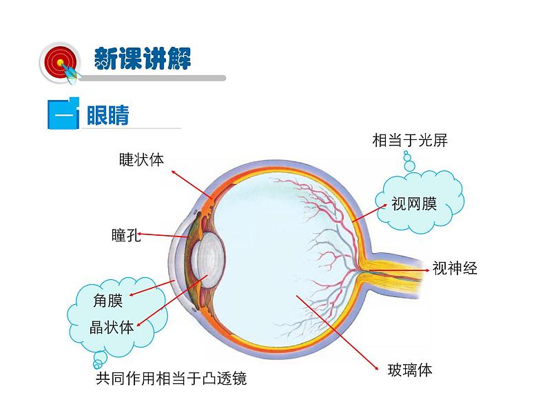 2021-2022学年度人教版八年级物理上册课件 第4节  眼睛和眼镜05