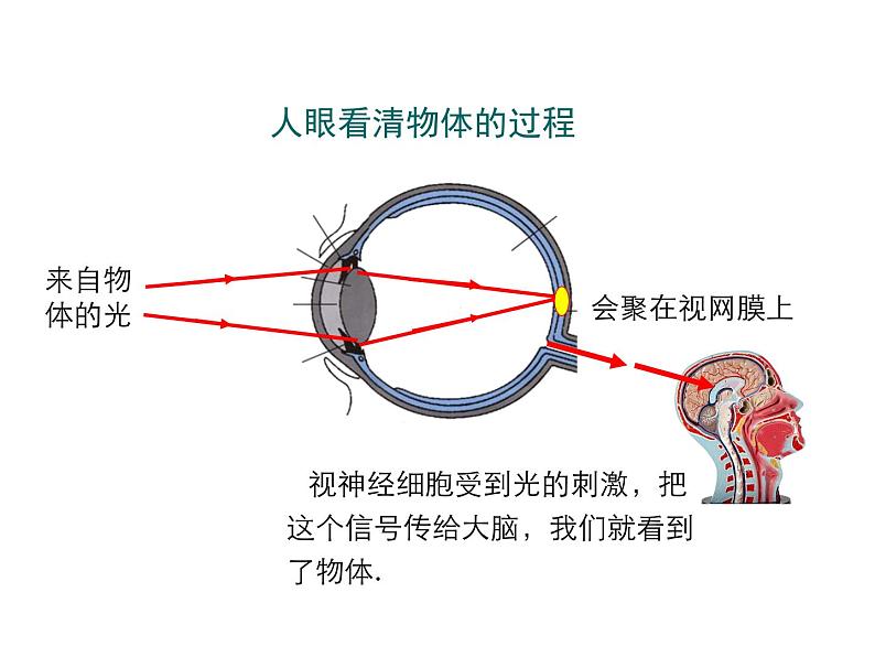 2021-2022学年度人教版八年级物理上册课件 第4节  眼睛和眼镜06