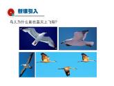 2021-2022学年度北师版八年级物理下册课件 第7节  飞机为什么能上天