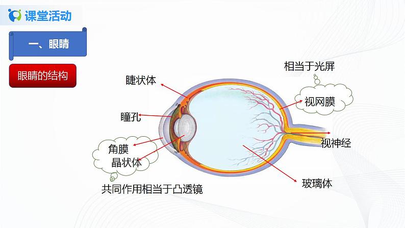 课时5.4  眼睛和眼镜-八年级上册（人教版）（课件+教案+练习）05