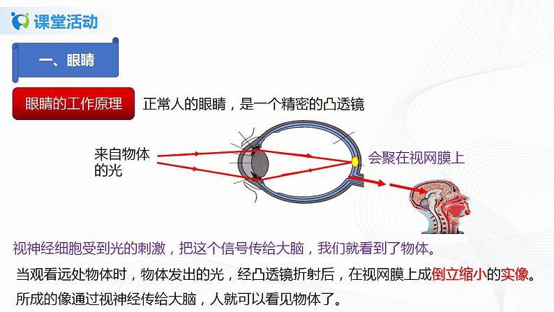 课时5.4  眼睛和眼镜-八年级上册（人教版）（课件+教案+练习）06