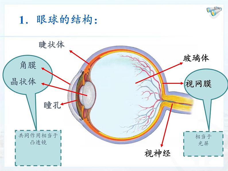 人教版八年级上册 物理 课件 5.4眼睛和眼镜第4页