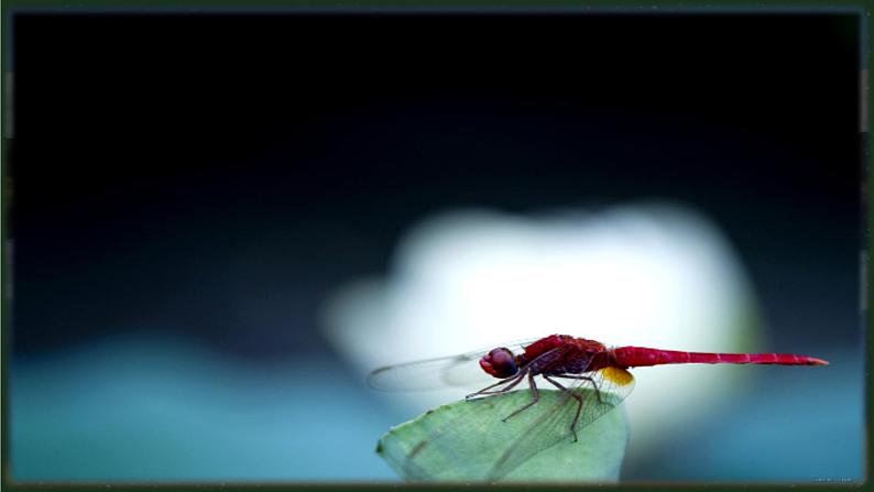 11.1《走进微观》  课件+教案03