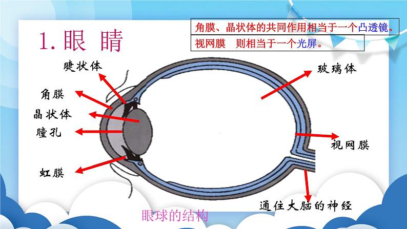 鲁教版物理八年级上册  4.4眼睛和眼镜【课件】第2页