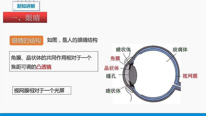 4.6 神奇的眼睛 同步课件 初中物理沪科版八年级全一册（2021年）第4页