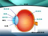 6.4眼睛和眼镜实用课件(共33张PPT北师大版八年级物理)