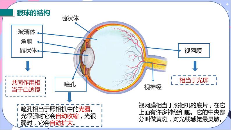 北师大版物理八年级下册6.4《眼睛和眼镜》课件05