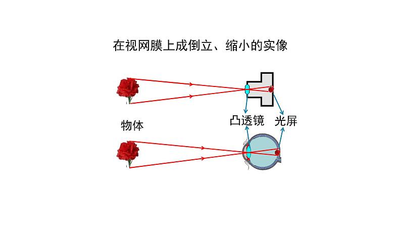 初二【物理(人教版)】眼睛和眼镜课件PPT04