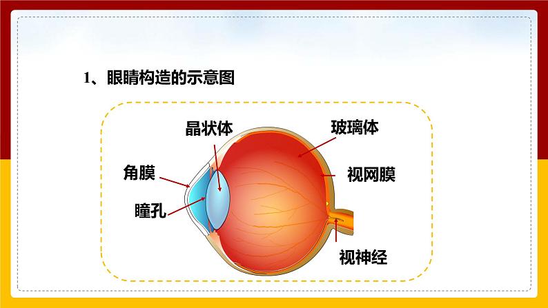 4.6 神奇的眼晴（课件+教案+学案+练习）04