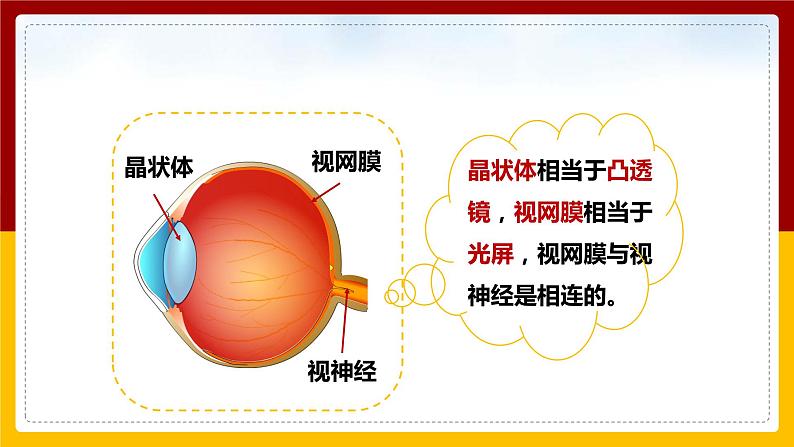 4.6 神奇的眼晴（课件+教案+学案+练习）05