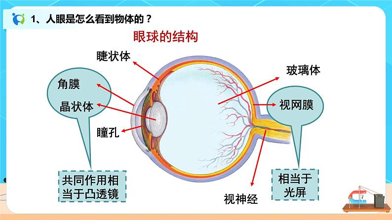 5.4《眼睛和眼镜》-课件第5页