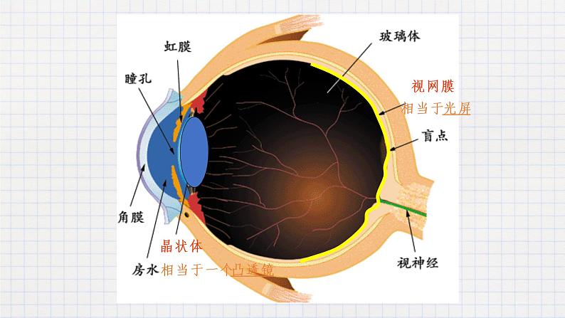 6.4眼睛和眼镜-课件第4页