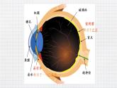 6.4眼睛和眼镜（课件+教学设计+练习+学案）