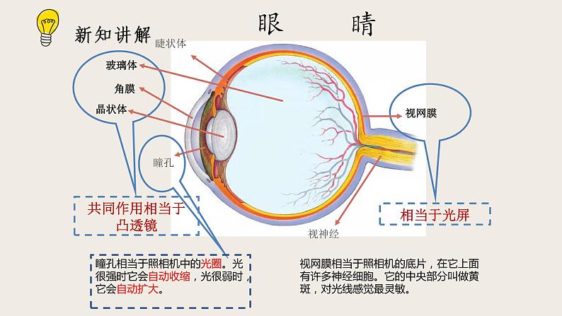 6.4眼睛和眼镜-课件第3页
