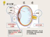 6.4眼睛和眼镜（课件+教案+练习+学案）