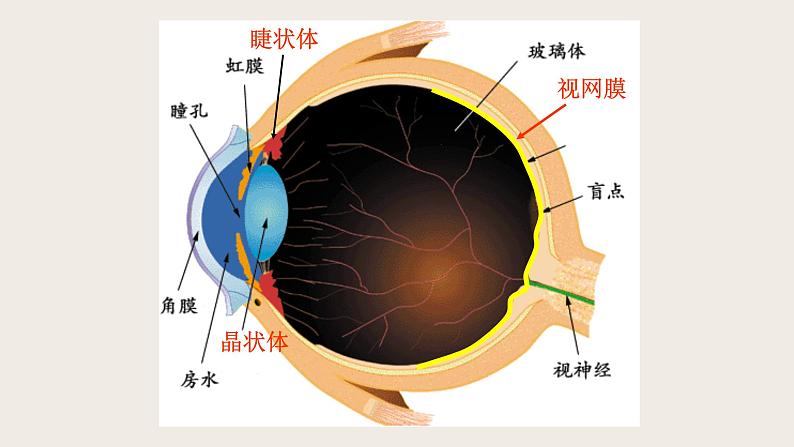 6.4眼睛和眼镜-课件第7页