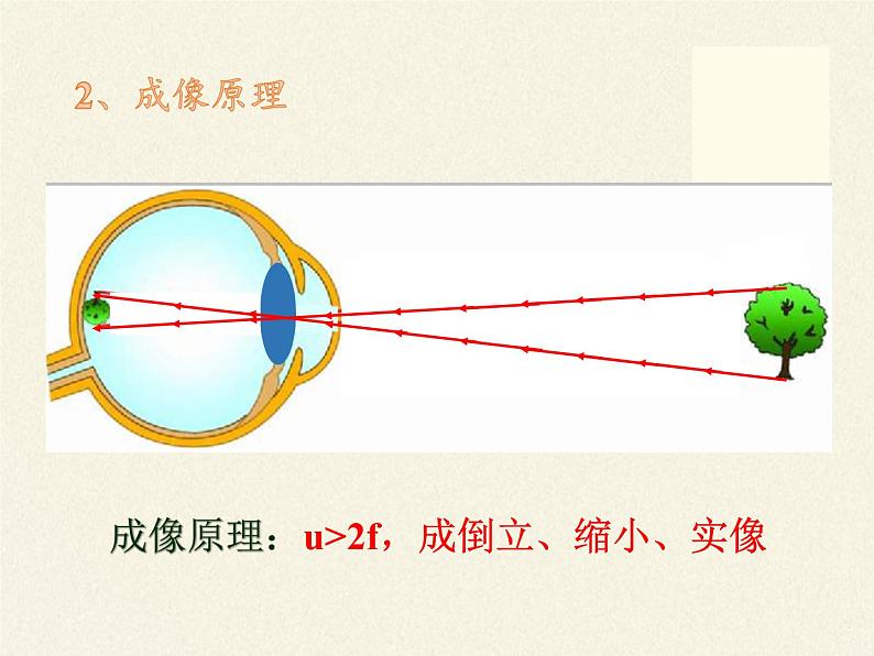 教科版八年级物理上册 4.6  神奇的眼睛 课件第5页