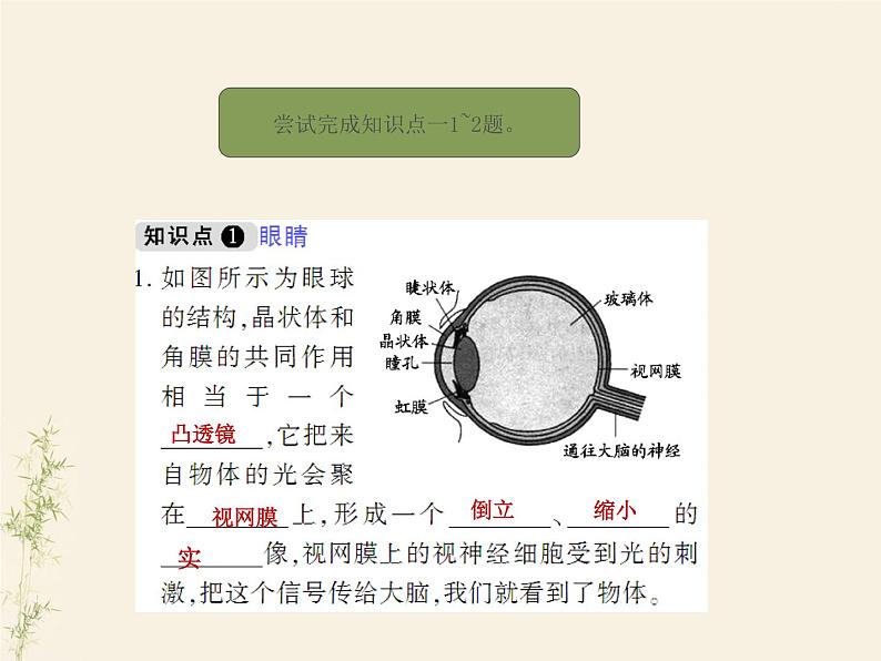 5.4眼睛和眼镜课件PPT第5页