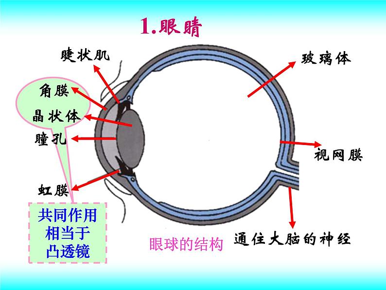 北师大版八下物理 6.4眼睛和眼镜 课件05