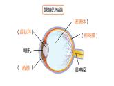 初中物理北师大版八年级下册《常见的光学仪器——眼睛和眼镜》部优课件