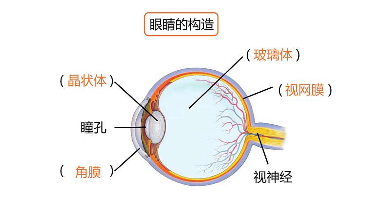 初中物理北师大版八年级下册《常见的光学仪器——眼睛和眼镜》部优课件03