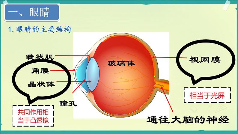 初中物理教科版八年级上册《神奇的眼睛》部优课件第3页