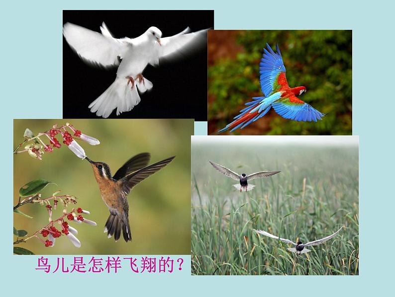 教科版八下物理  10.1 在流体中运动 课件04