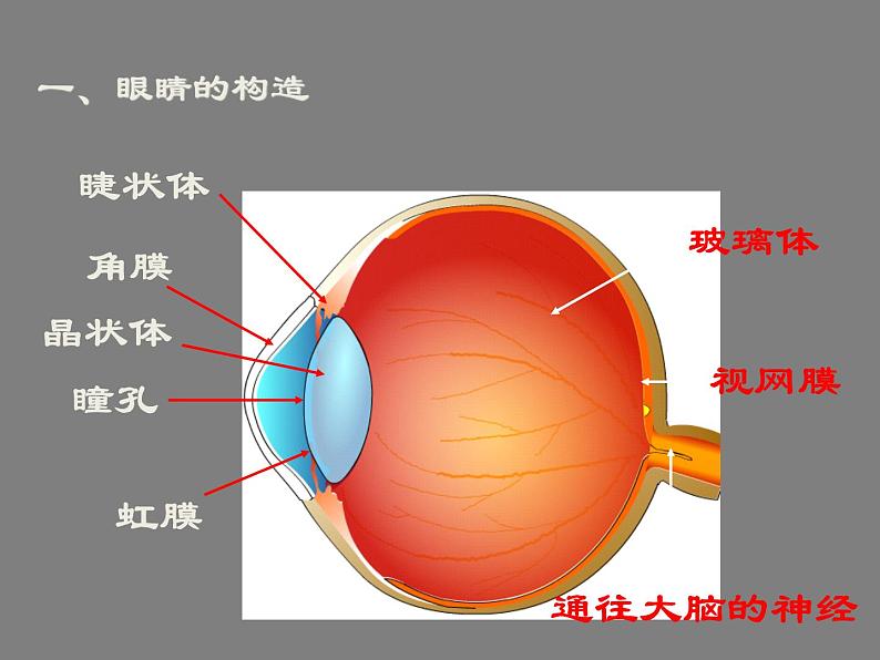 2022年人教版八年级物理上册第5章第4节眼睛和眼镜课件 (1)第7页