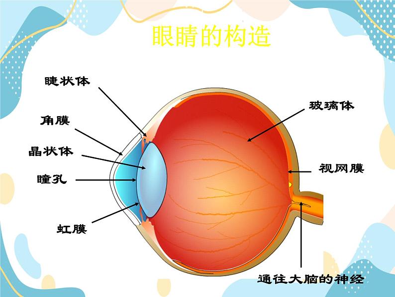 鲁教五四学制物理八年级上册4.4-眼睛和眼镜 课件03