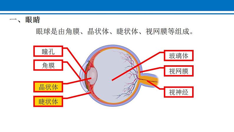 5.4 眼睛和眼镜 课件2022-2023学年人教版物理八年级上册04