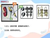 11.2 滑轮 课件+练习（原卷+解析卷）