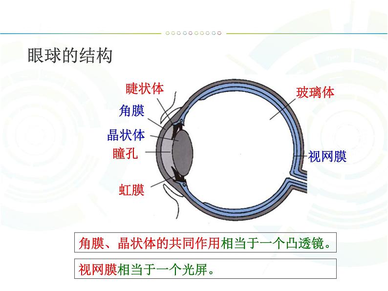 人教版八年级物理上册-5.4眼睛和眼镜-课件第2页