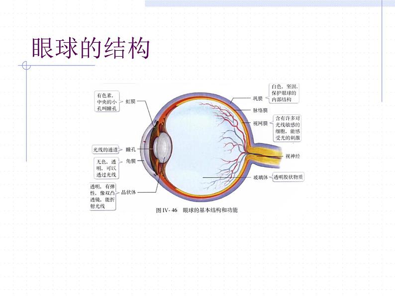 人教版八年级物理上册-5.4眼睛和眼镜-课件3第2页