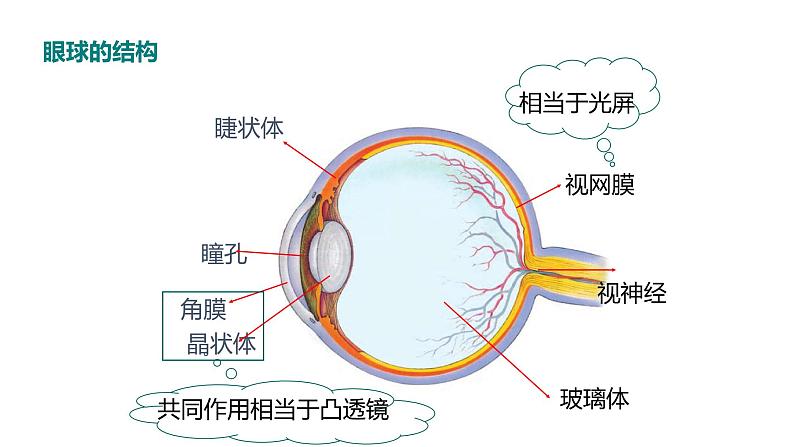 4.6神奇的眼睛  课件   沪科版物理八年级第8页