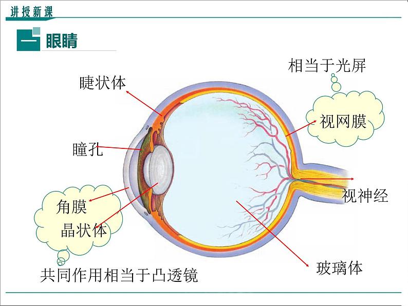 物理八年级上第5章第4节  眼睛和眼镜教学课件第5页