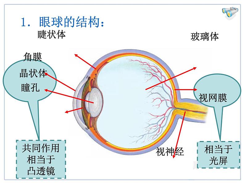 物理八年级上第5章第4节眼睛和眼镜教学课件03