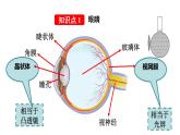 人教版初中物理八年级上册 第五章 第4节  眼睛和眼镜课件