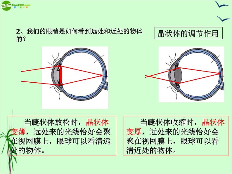 5.4眼睛和眼镜——教学课件第4页