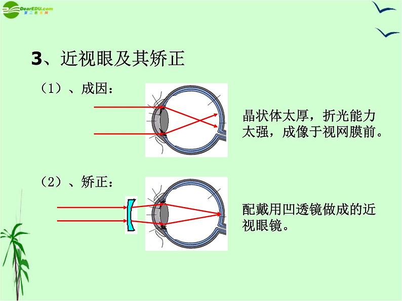 5.4眼睛和眼镜——教学课件第5页