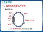 粵滬版物理八年級上第三章光和眼睛第7節(jié)眼睛與光學儀器第1課時  教學課件+教案