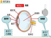 初中物理人教版八年级上册教学课件 第五章 透镜及其应用 第4节 眼睛和眼镜