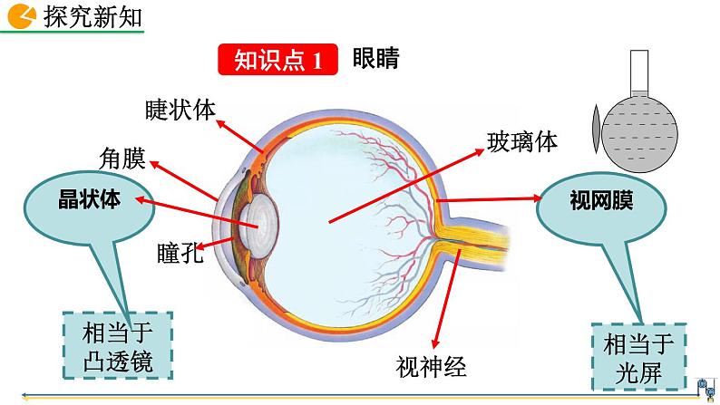 初中物理人教版八年级上册教学课件 第五章 透镜及其应用 第4节 眼睛和眼镜第5页